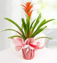Kırmızı Guzmania Çiçeği