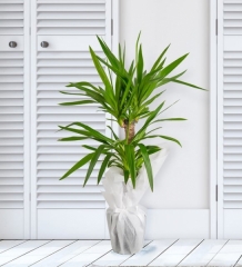 Tropik Güzel İkili Yucca Çiçeği