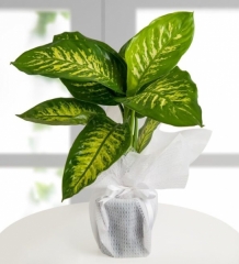Difenbahya Tropic